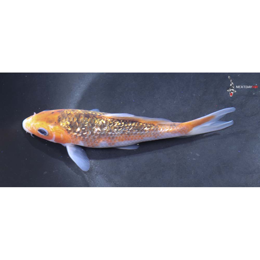 5.5” Imported Gin Rin Asagi