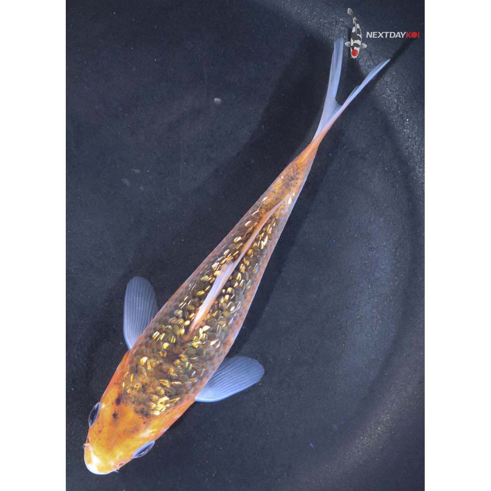 5.5” Imported Gin Rin Asagi