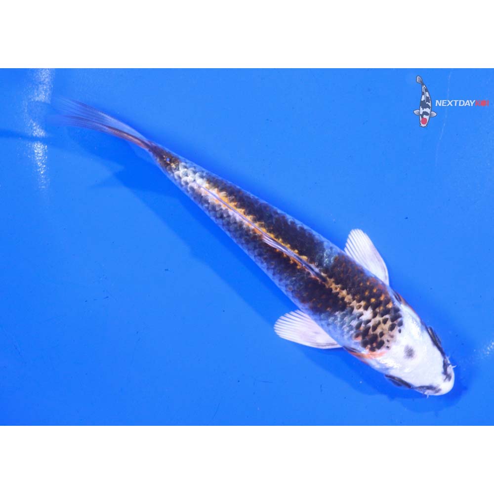 5.5” Imported Kujaku