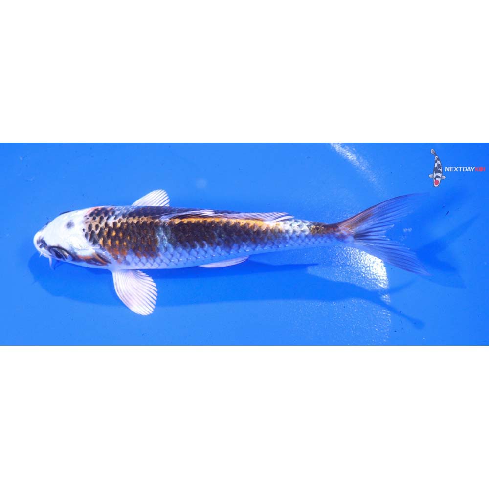 5.5” Imported Kujaku