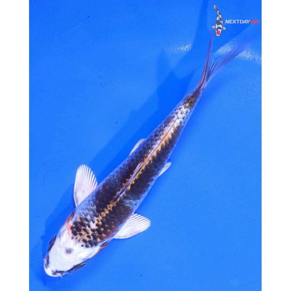 5.5” Imported Kujaku