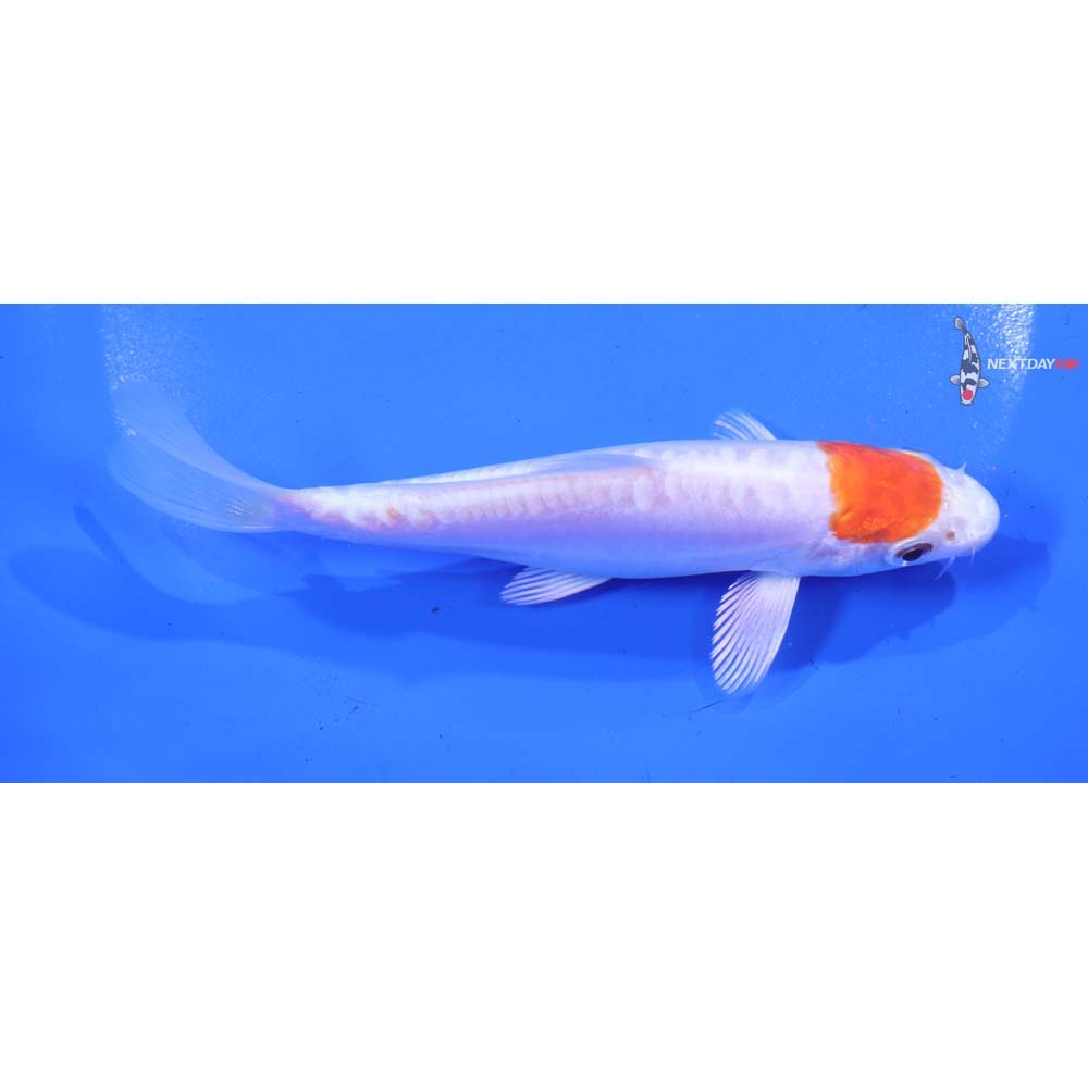 5.5” Imported Kikusui