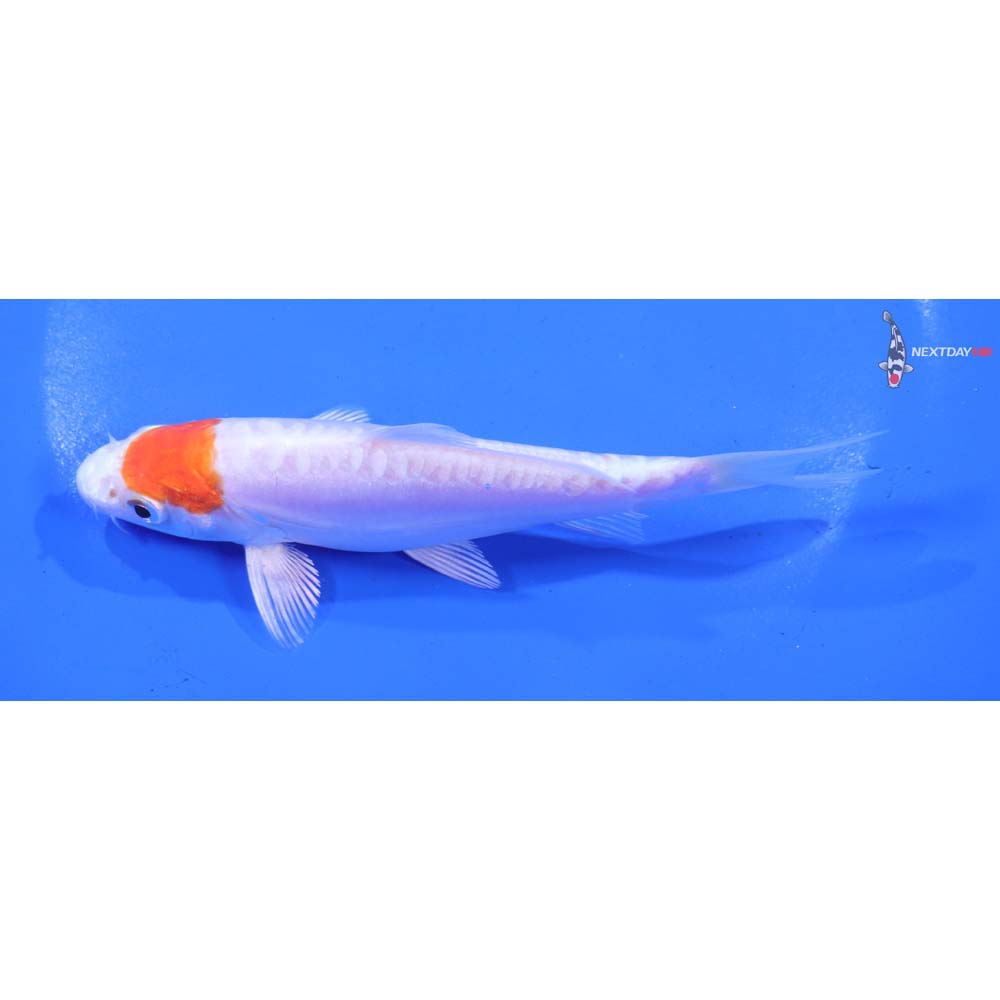 5.5” Imported Kikusui