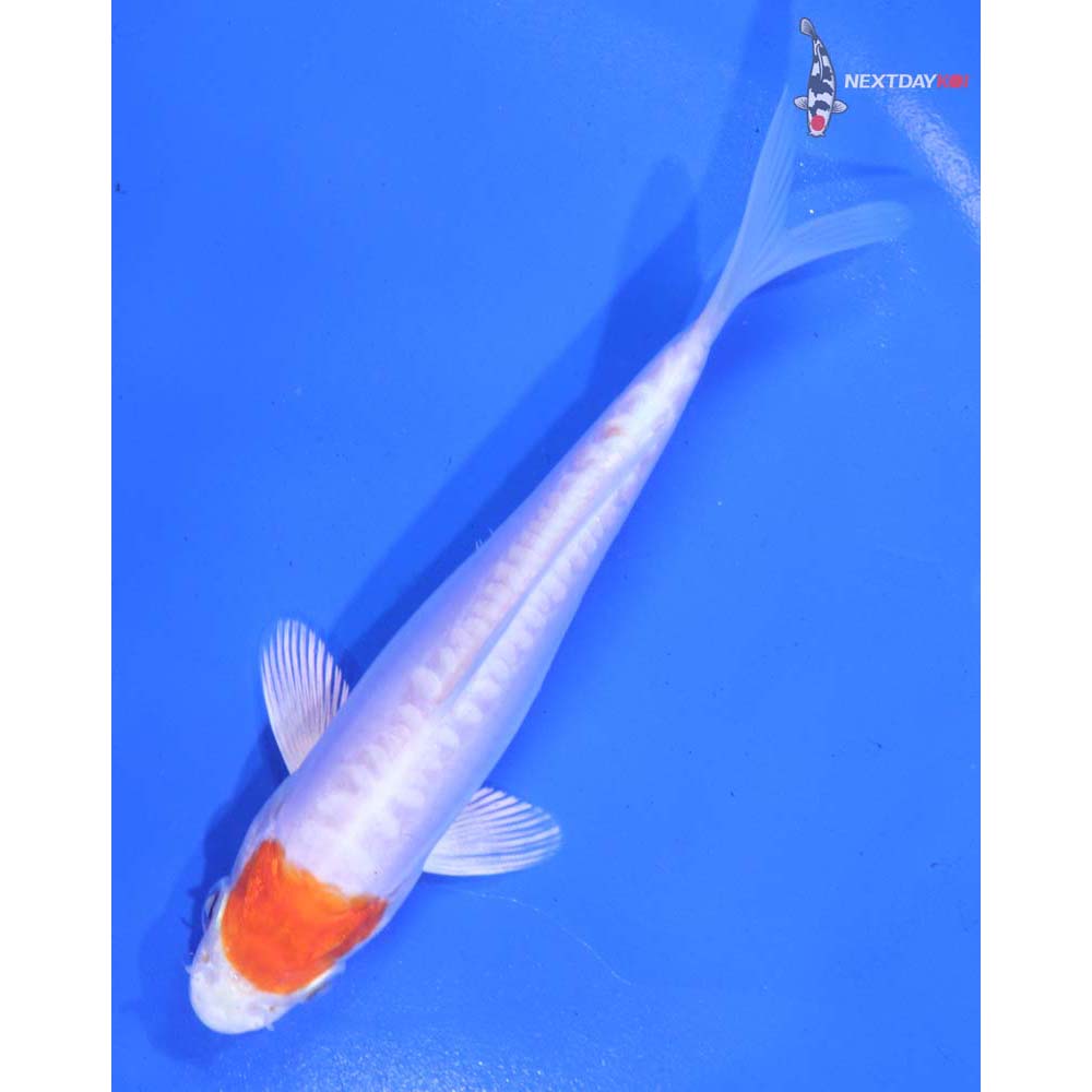 5.5” Imported Kikusui