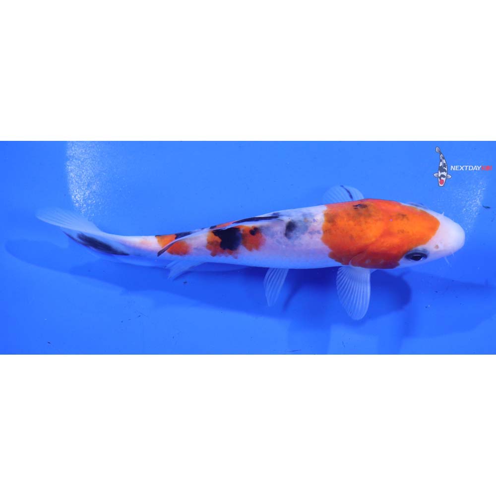 5.5” Imported Sanke