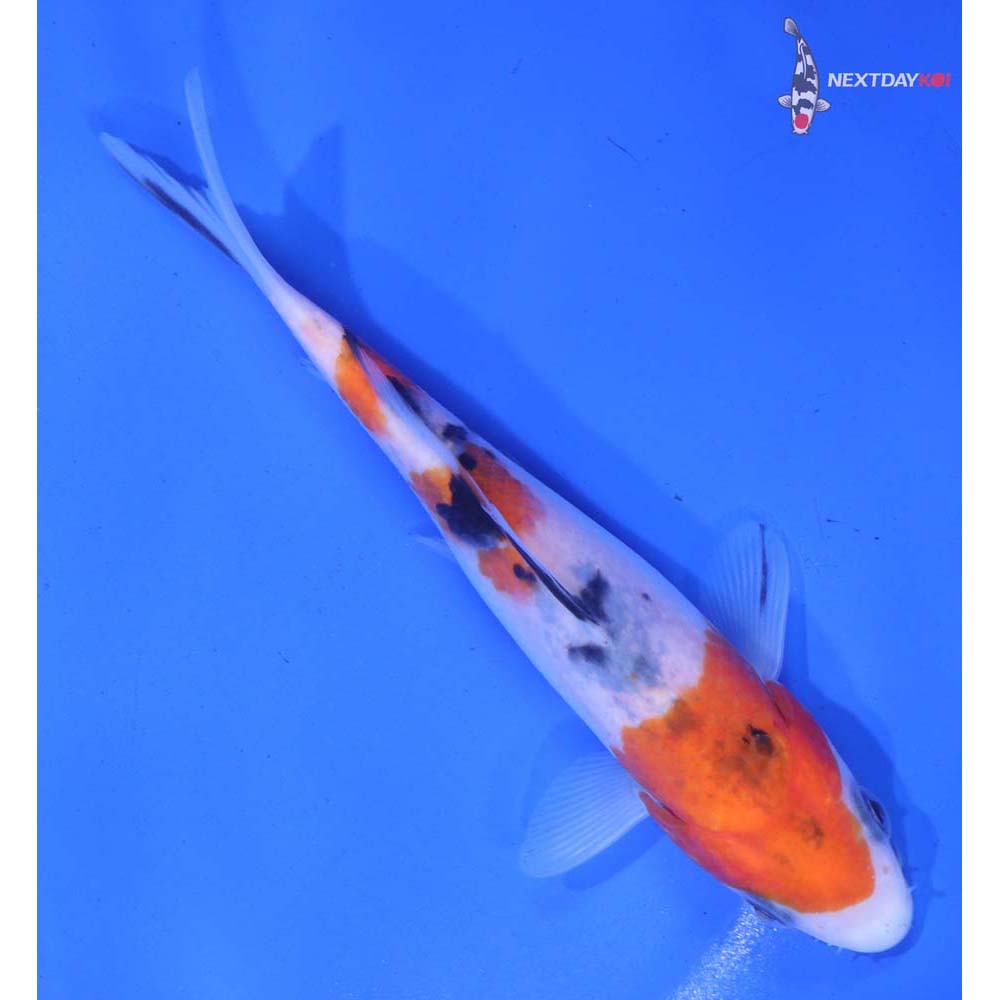 5.5” Imported Sanke