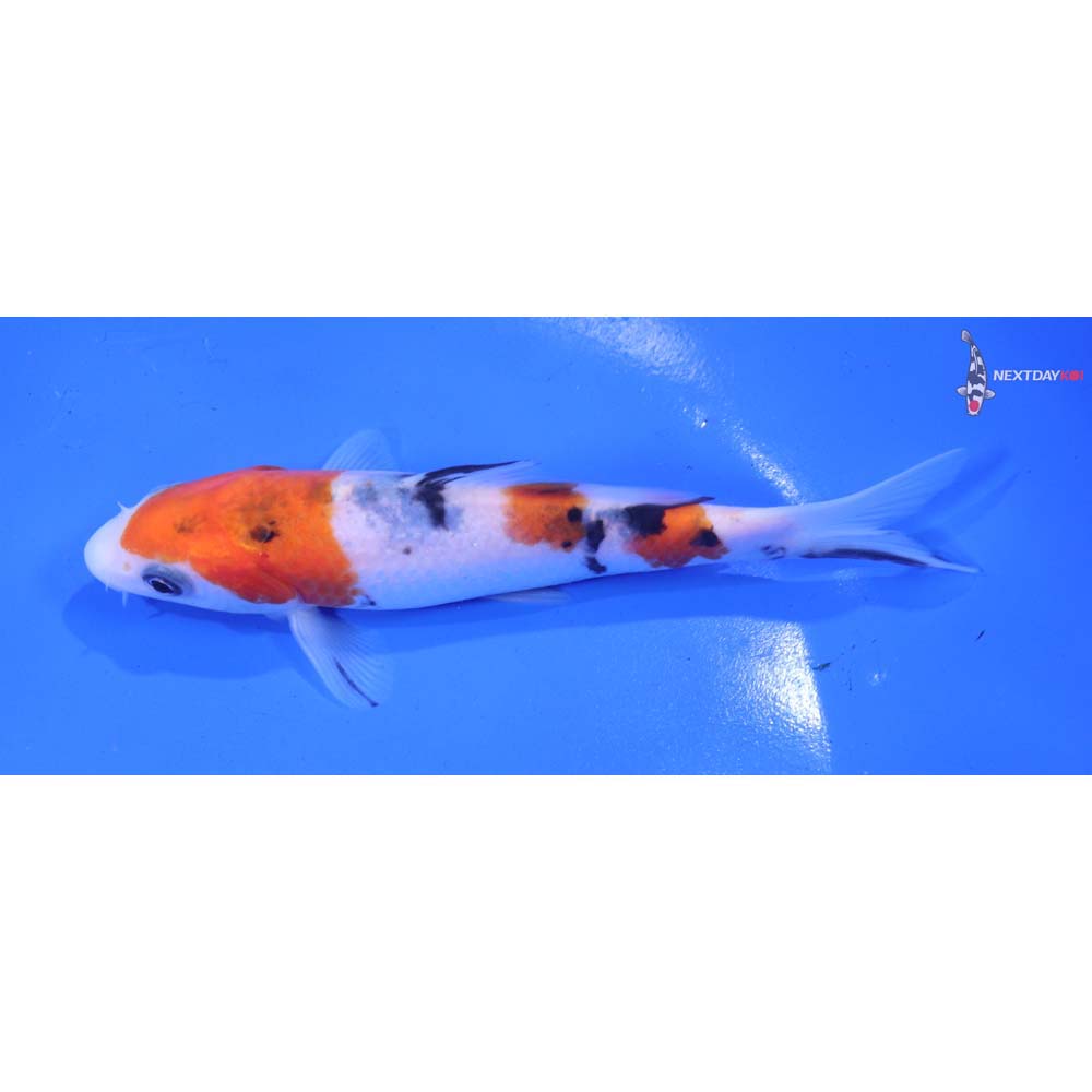 5.5” Imported Sanke