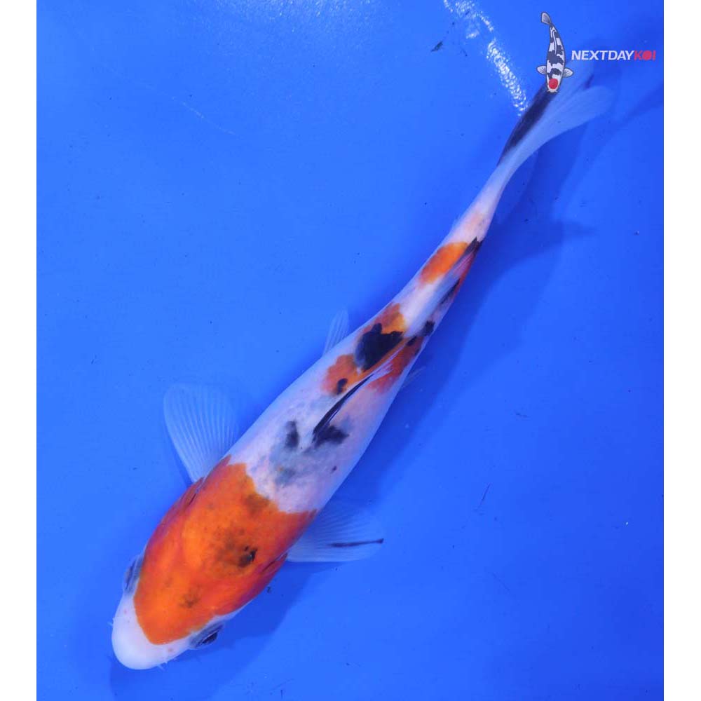 5.5” Imported Sanke