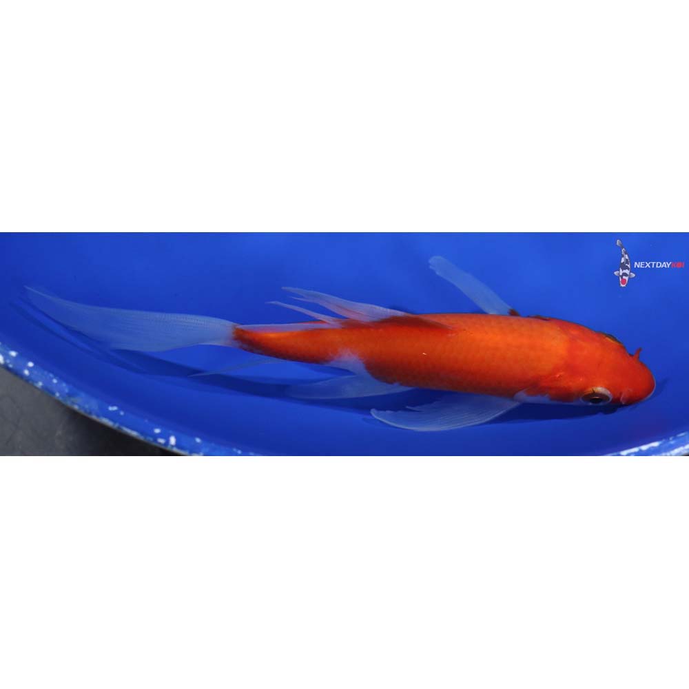 5” Imported Kohaku Butterfly Koi