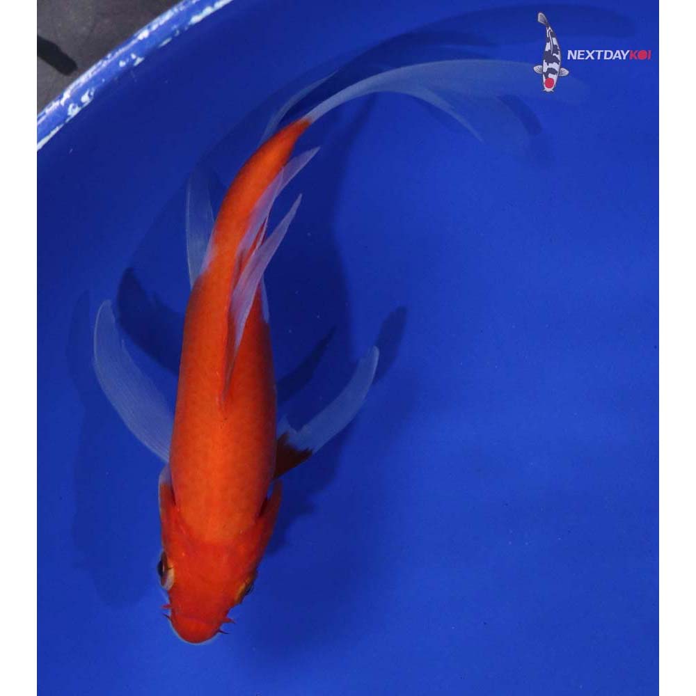 5” Imported Kohaku Butterfly Koi