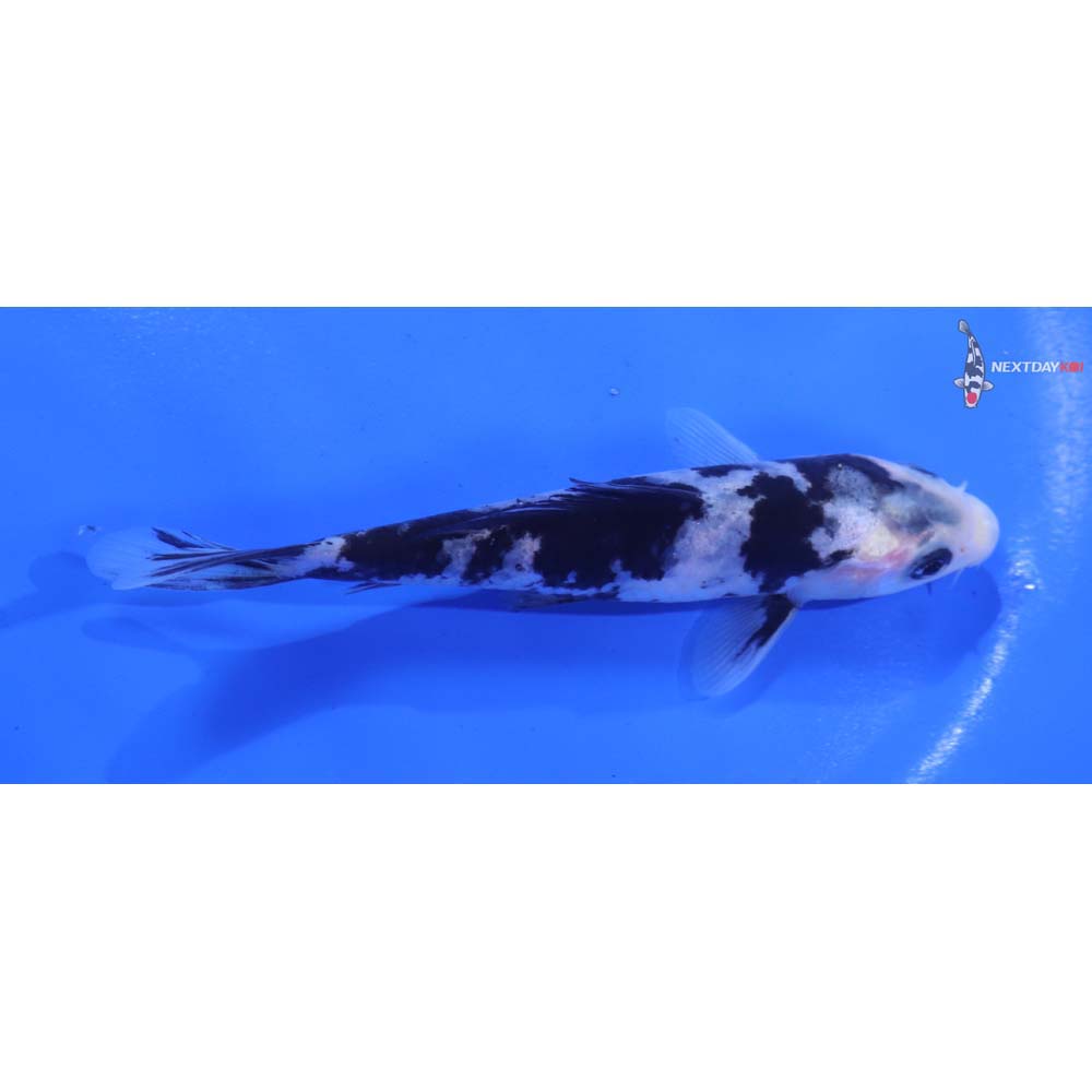 4.5” Imported Shiro Utsuri