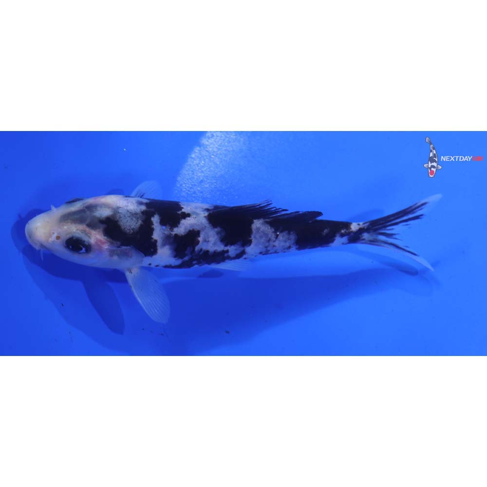 4.5” Imported Shiro Utsuri