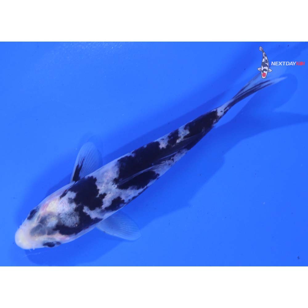 4.5” Imported Shiro Utsuri