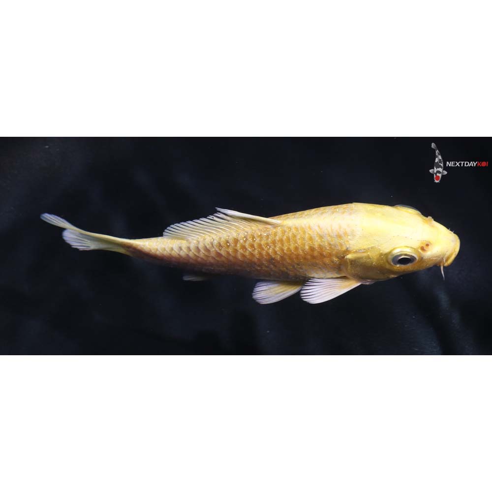 4.5” Imported Yamabuki Ogon