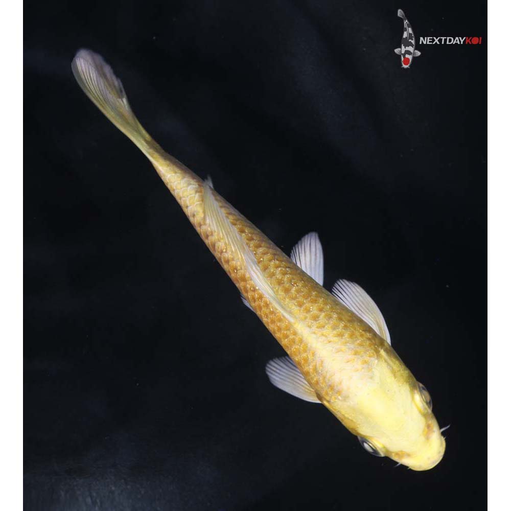 4.5” Imported Yamabuki Ogon