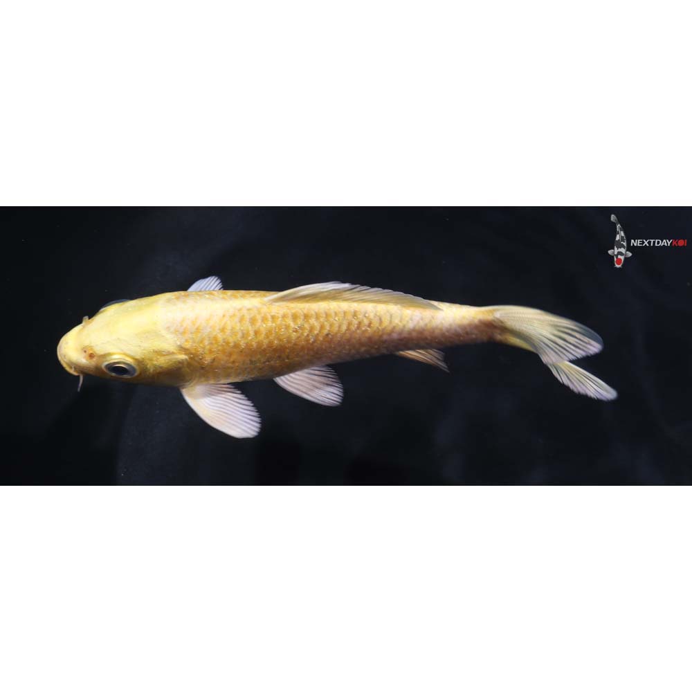 4.5” Imported Yamabuki Ogon