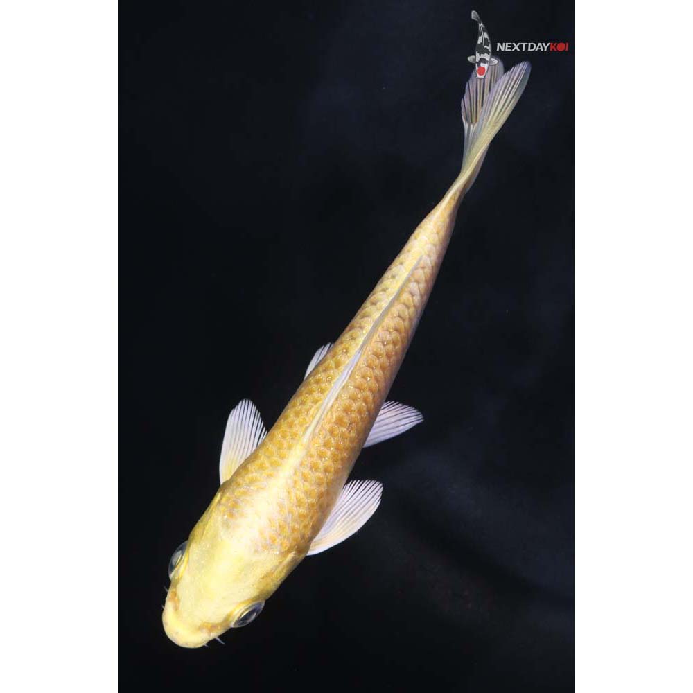 4.5” Imported Yamabuki Ogon