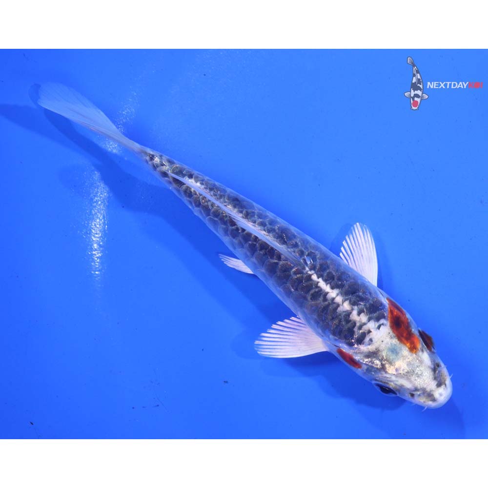 5” Imported Armor Scaled Kujaku