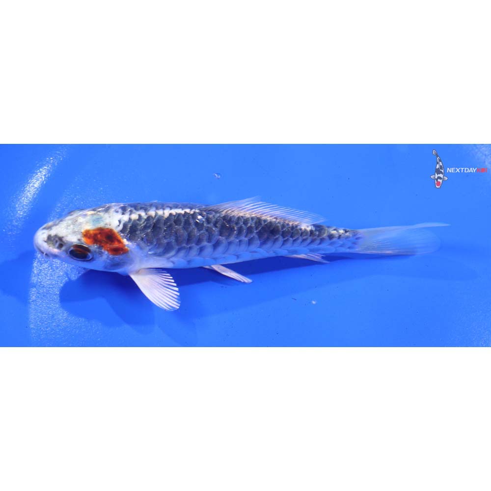 5” Imported Armor Scaled Kujaku