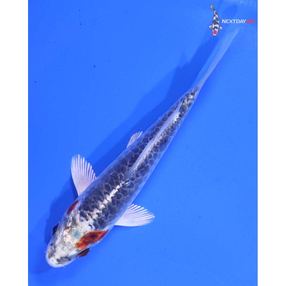 5” Imported Armor Scaled Kujaku