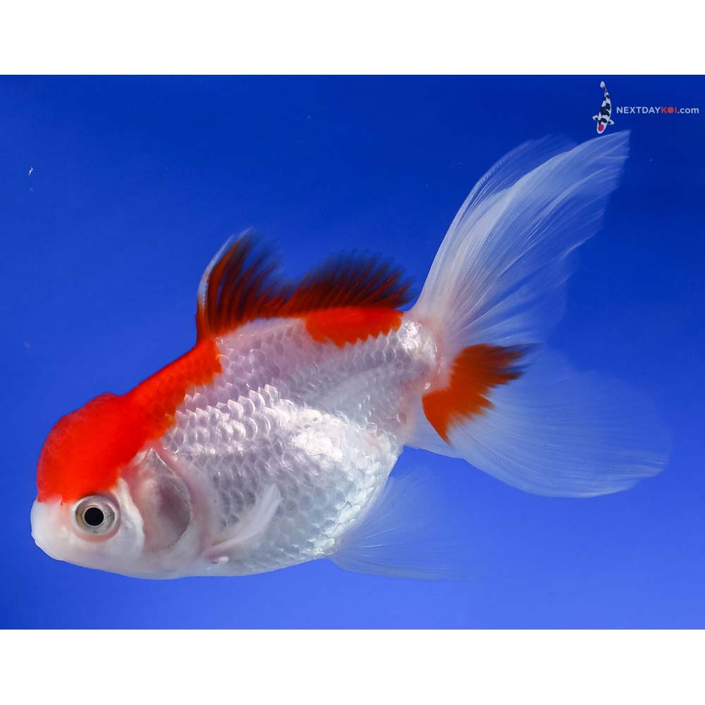 4” Imported Red and White Oranda
