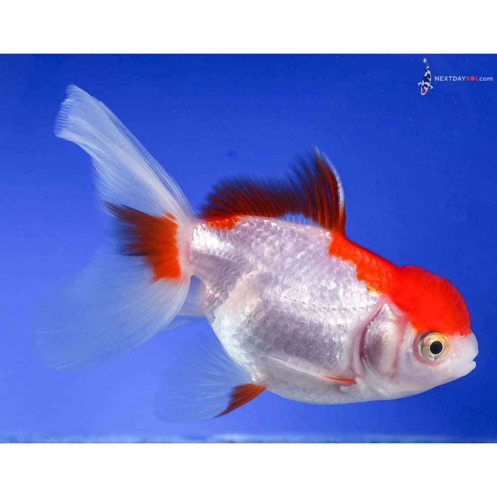 4” Imported Red and White Oranda