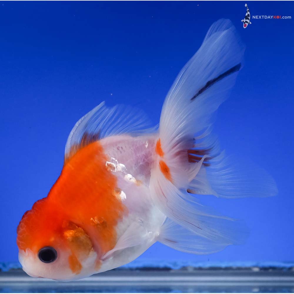 5” Imported Red and White Oranda