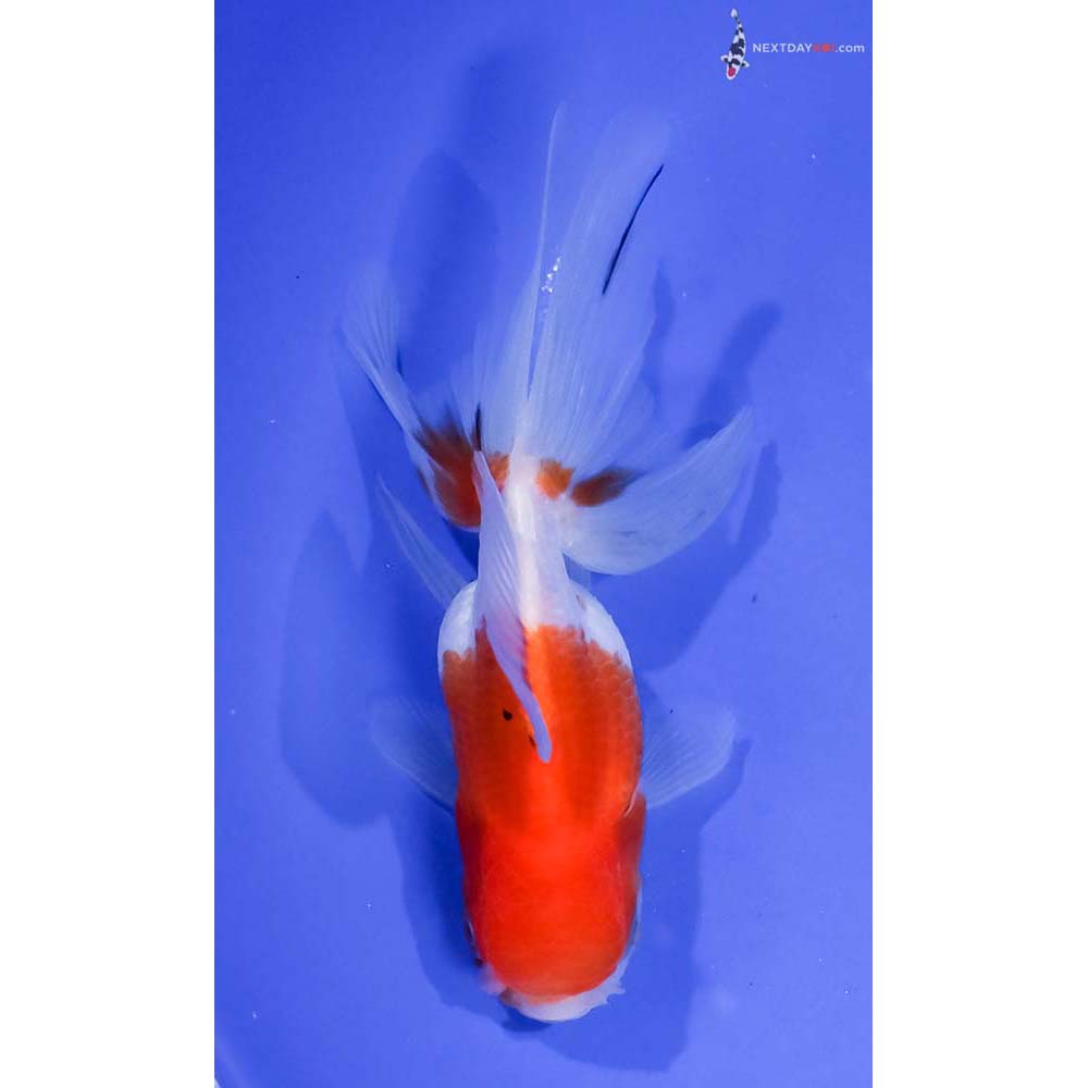 5” Imported Red and White Oranda