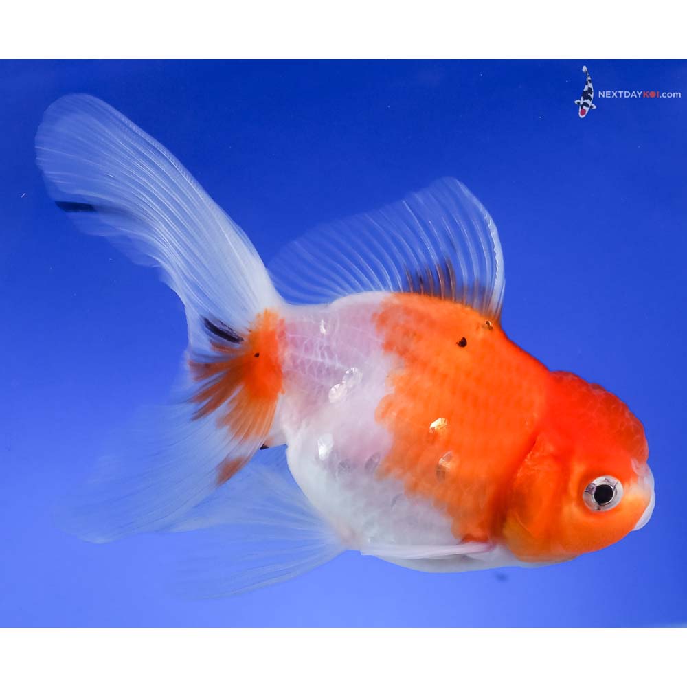 5” Imported Red and White Oranda