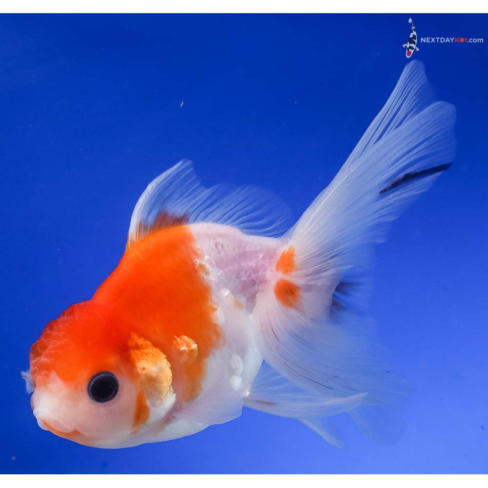 5” Imported Red and White Oranda