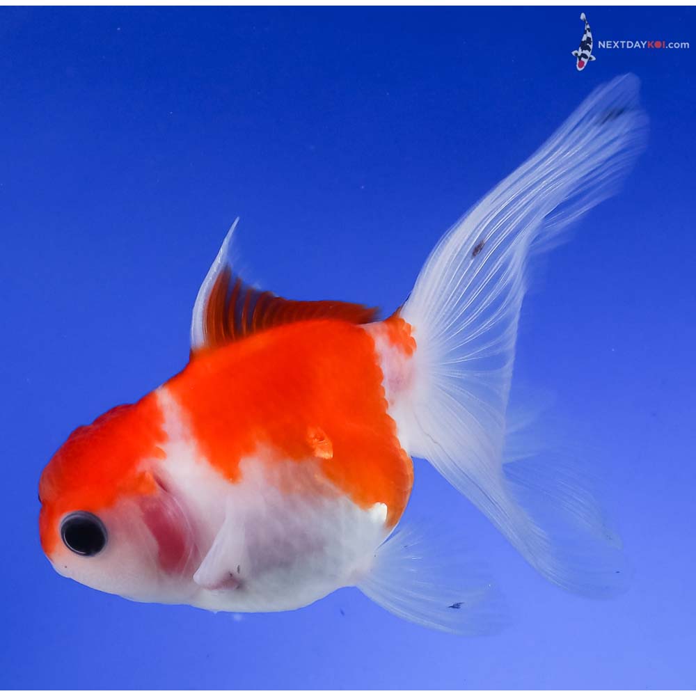 4” Imported Red and White Oranda