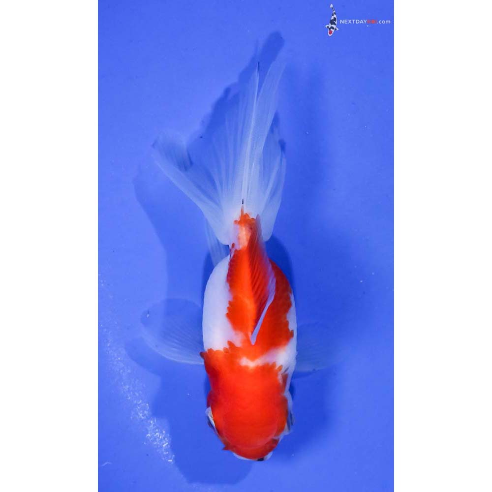4” Imported Red and White Oranda