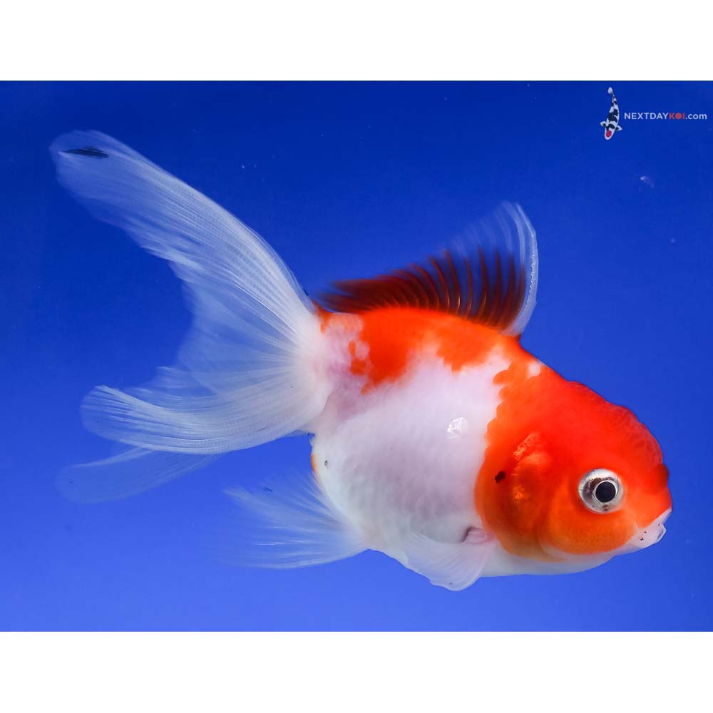 4” Imported Red and White Oranda