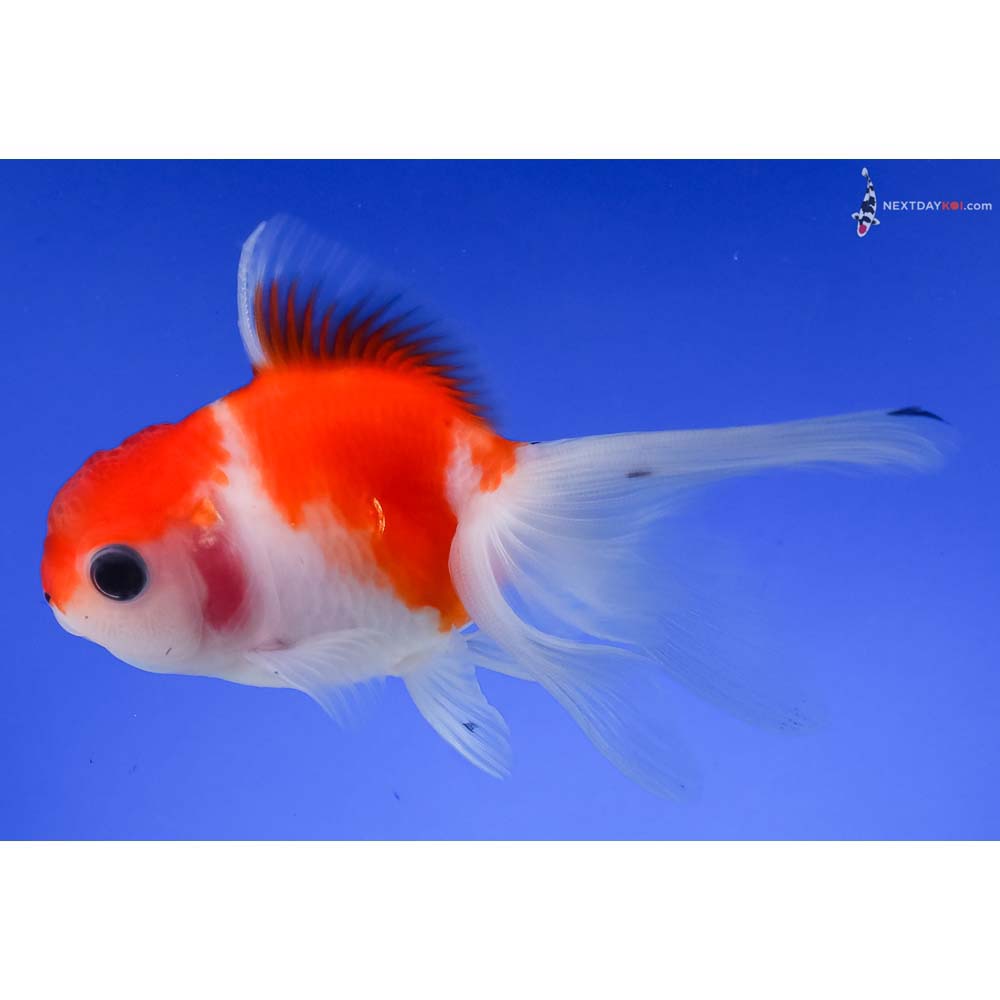 4” Imported Red and White Oranda