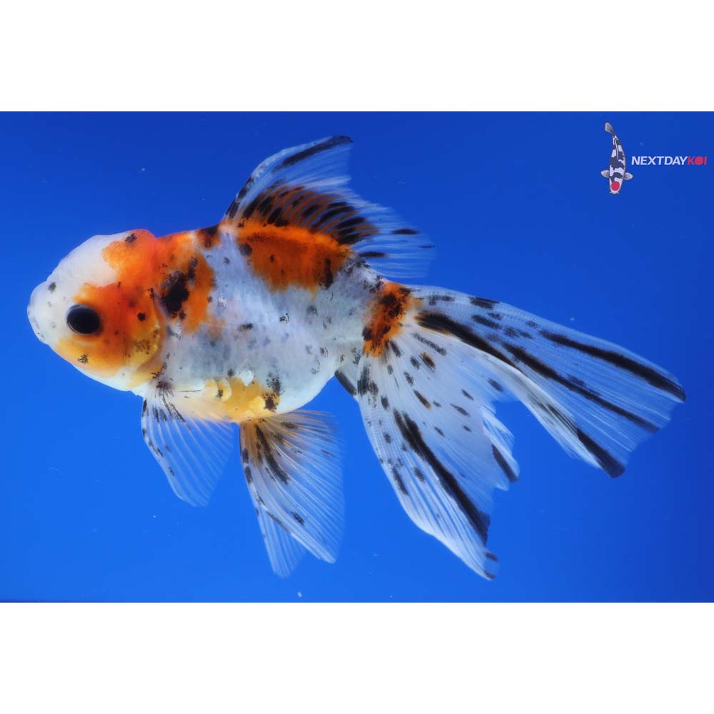 5” Imported Calico Oranda