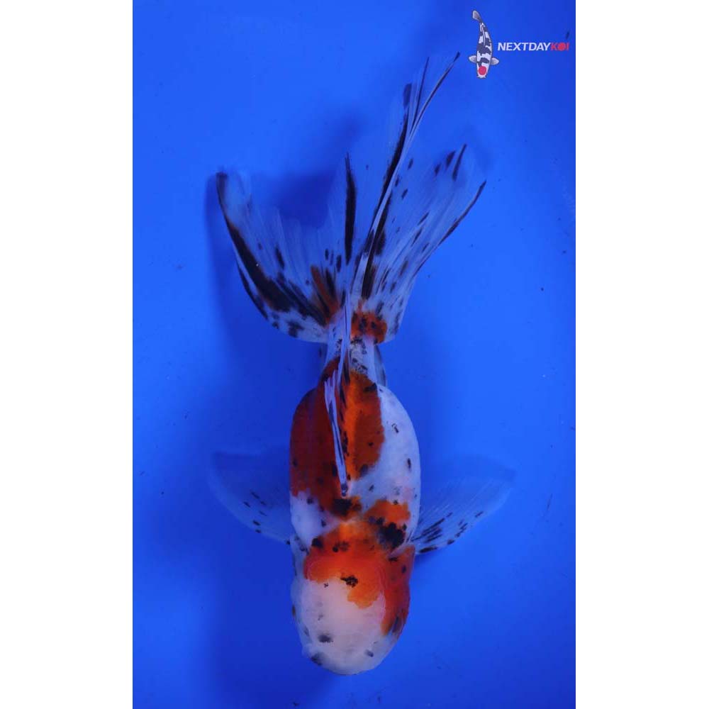 5” Imported Calico Oranda