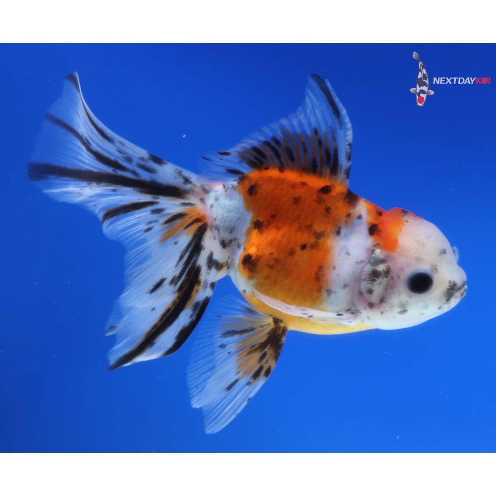 5” Imported Calico Oranda