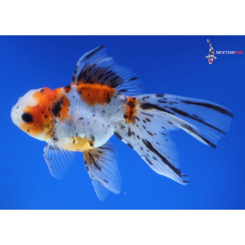 5” Imported Calico Oranda