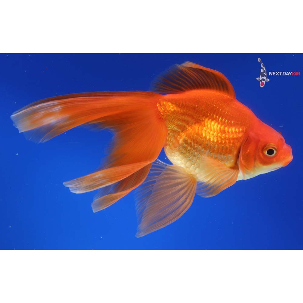 6.5” Imported Red Ryukin