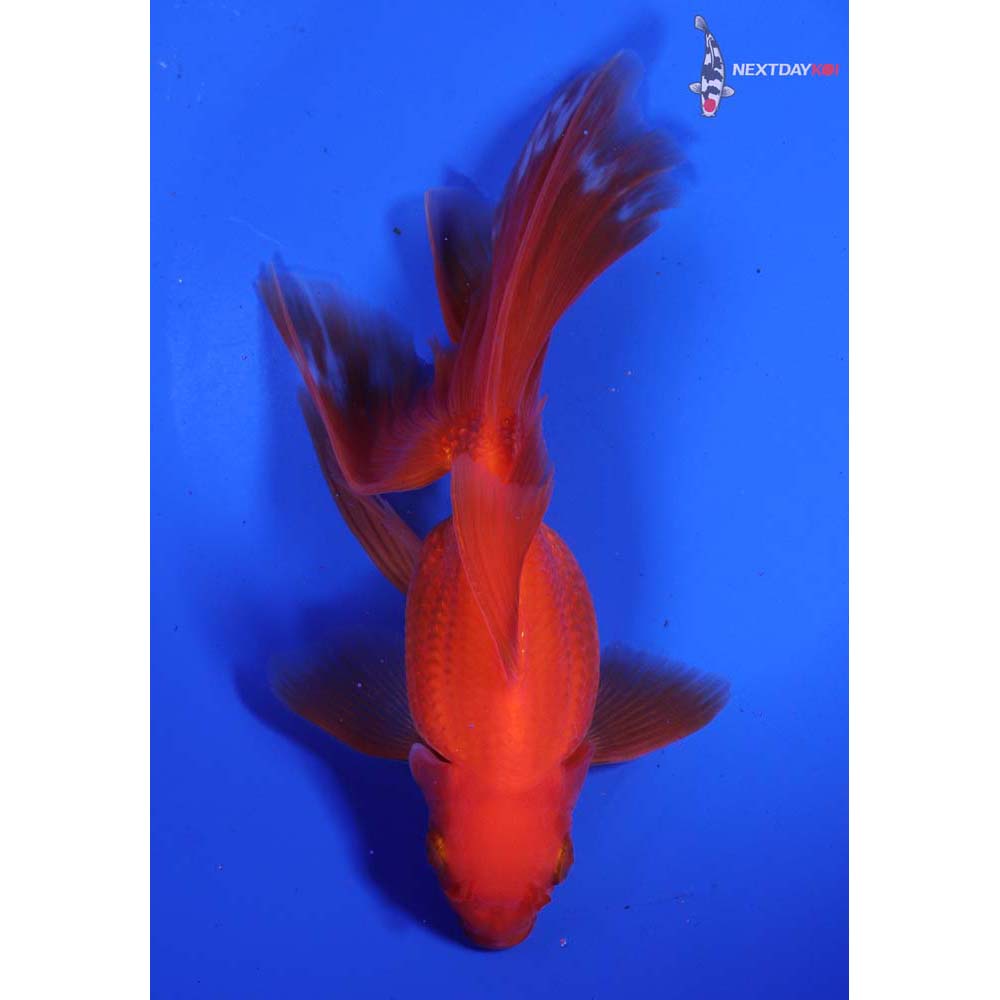 6.5” Imported Red Ryukin