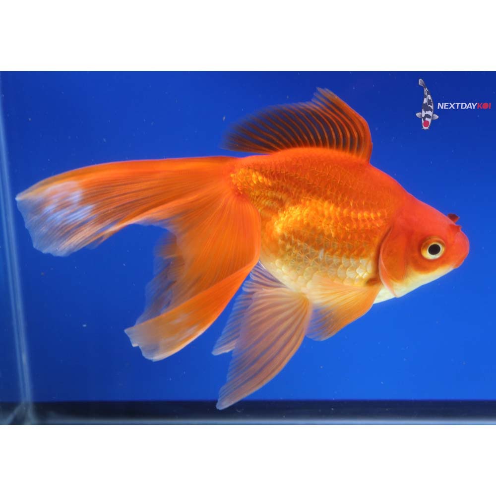 6.5” Imported Red Ryukin