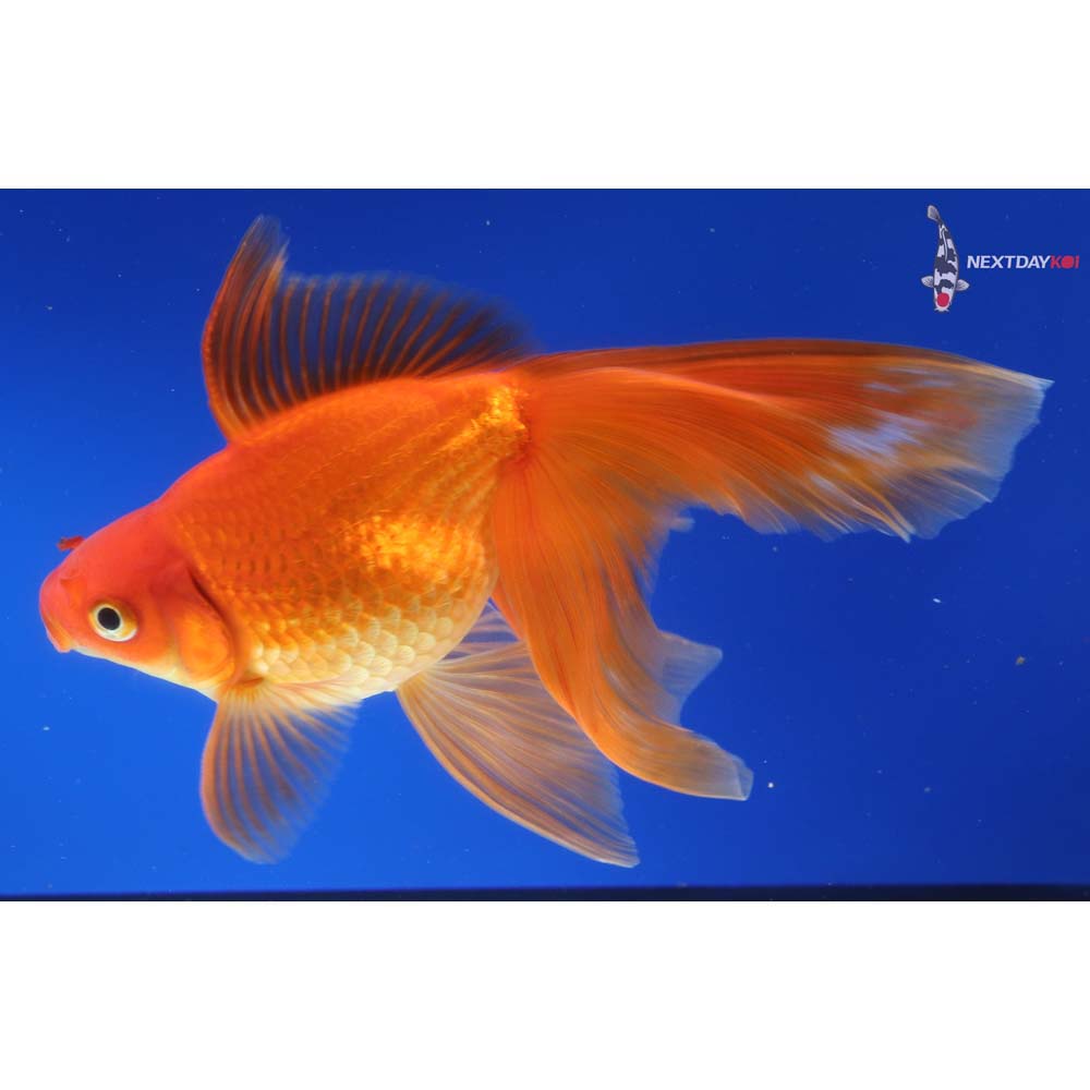 6.5” Imported Red Ryukin