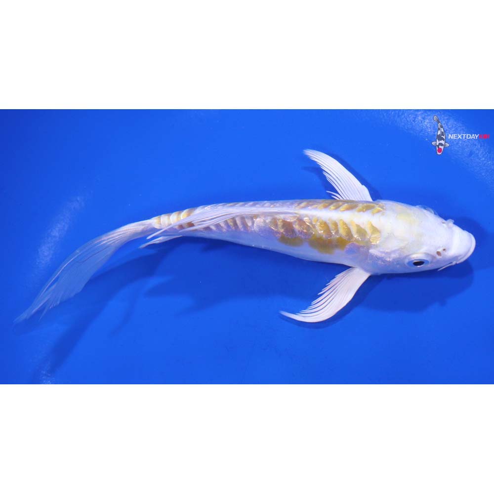 5.5” Imported Gin Rin Doitsu Lemon Hariwake Butterfly Koi