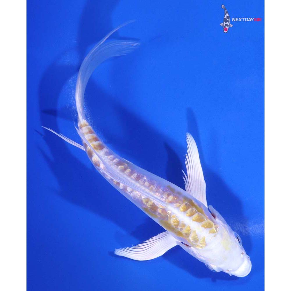 5.5” Imported Gin Rin Doitsu Lemon Hariwake Butterfly Koi