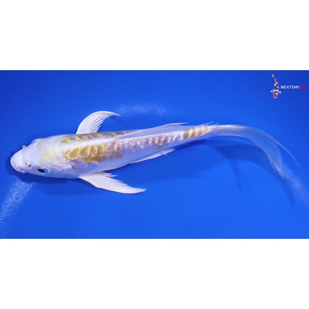 5.5” Imported Gin Rin Doitsu Lemon Hariwake Butterfly Koi