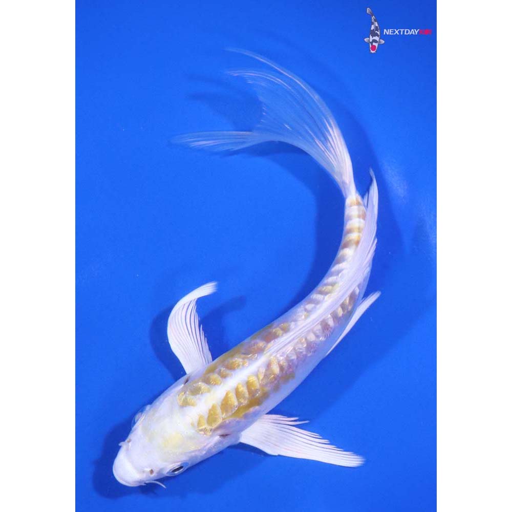 5.5” Imported Gin Rin Doitsu Lemon Hariwake Butterfly Koi