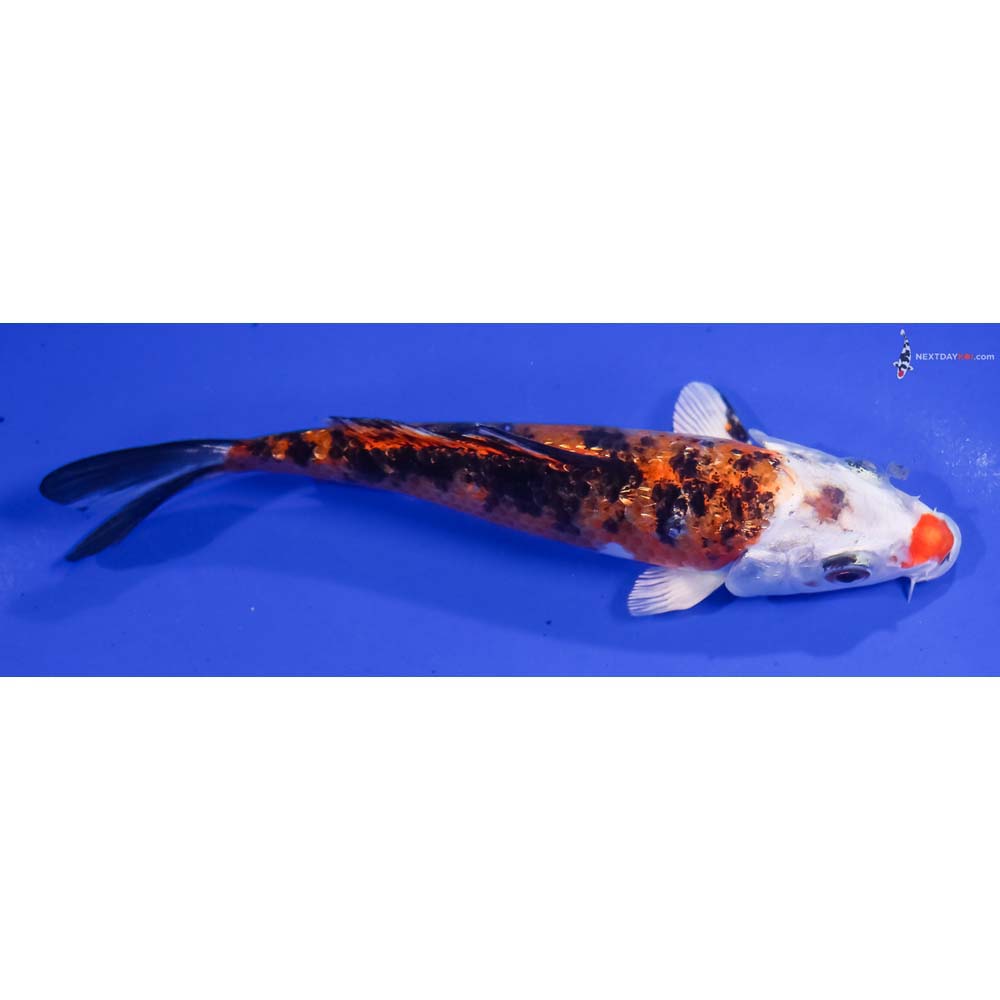 5.5” Imported Gin Rin Yamato Nishiki