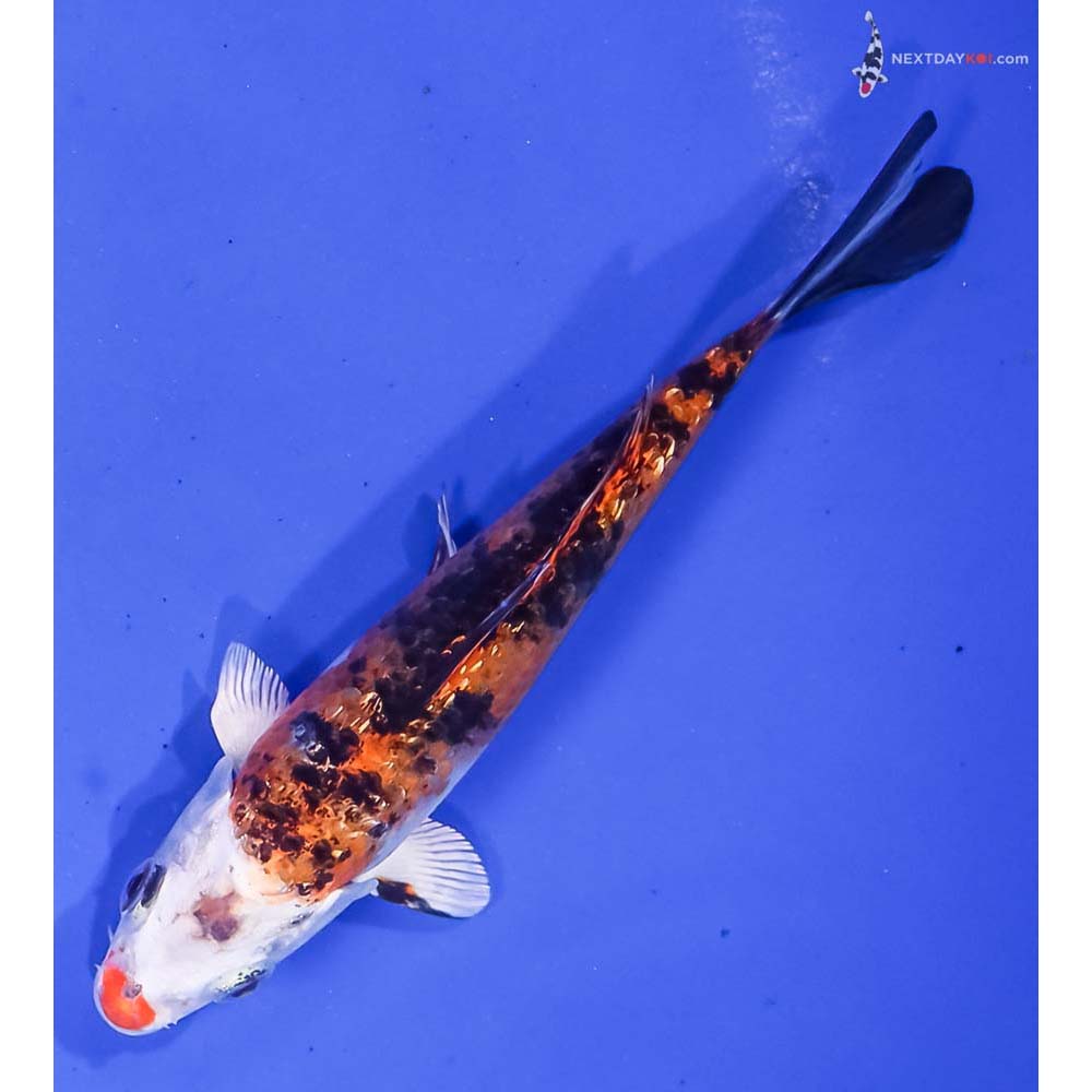 5.5” Imported Gin Rin Yamato Nishiki