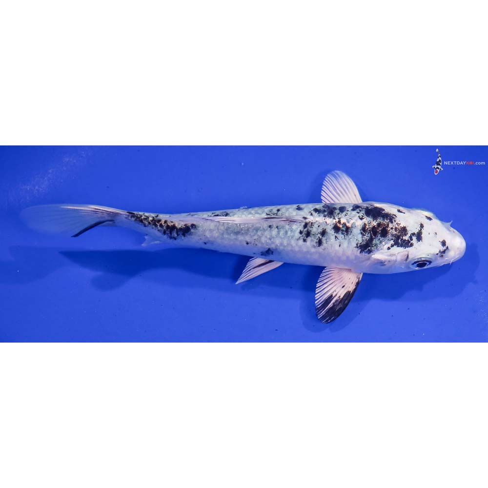 6” Imported Gin Shiro Bekko