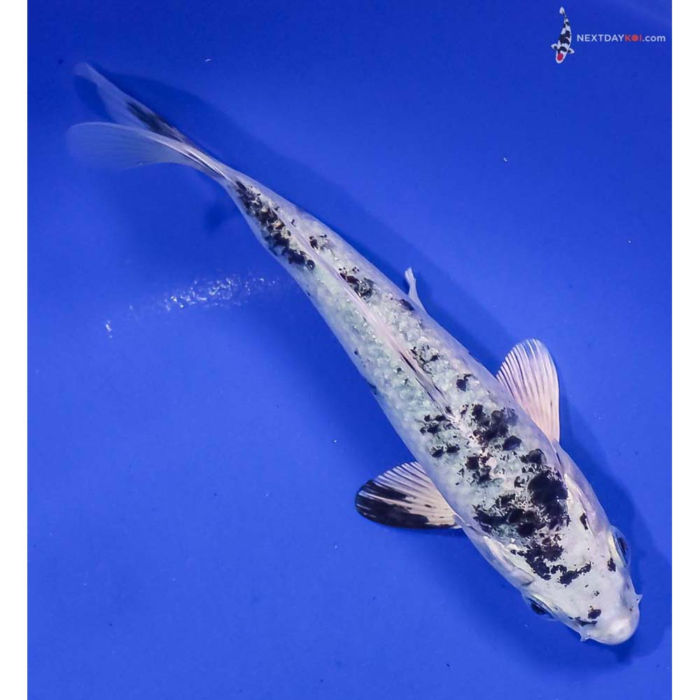6” Imported Gin Shiro Bekko